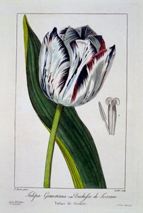 Tulip of the Duchess of Tuscany, 1836